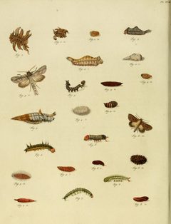 CramerAndStoll-uitlandsche kapellen supplement- pl. 18 by Caspar Stoll (between  1725 and 1730 - 1791). Used under a Public domain license.