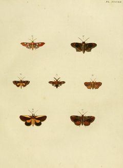 CramerAndStoll-uitlandsche kapellen vol. 4- pl 312 by Pieter Cramer (1721 - 1776) and Caspar Stoll (between  1725 and 1730 - 1791). Used under a Public domain license.