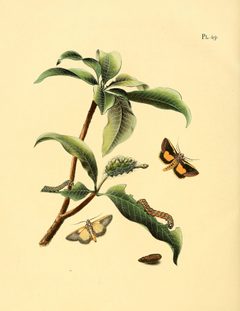 Sepp-Surinaamsche vlinders - pl 049 plate Gonodonta nutrix by Jan Sepp  (1778 - 1853). Used under a Public domain license.