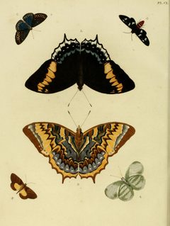 CramerAndStoll-uitlandsche kapellen vol. 2- plate 150 by Pieter Cramer (1721 - 1776) and Caspar Stoll (between  1725 and 1730 - 1791). Used under a Public domain license.