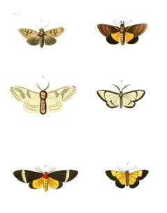 Illustrations of Exotic Entomology III 22 by Plates: Dru Drury (1725–1803). Text: John Obadiah Westwood (1805–1893). Used under a Public domain license.