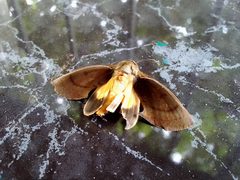 Polilla Gonodonta sicheas 10-07-2024a by Carlos A. Padrón P.. Used under a CC BY-SA 4.0 license.