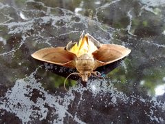 Polilla Gonodonta sicheas 10-07-2024b by Carlos A. Padrón P.. Used under a CC BY-SA 4.0 license.