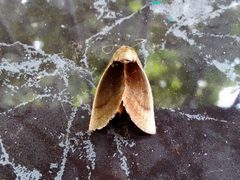 Polilla Gonodonta sicheas 10-07-2024c by Carlos A. Padrón P.. Used under a CC BY-SA 4.0 license.
