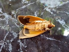 Polilla Gonodonta sicheas 10-07-2024e by Carlos A. Padrón P.. Used under a CC BY-SA 4.0 license.