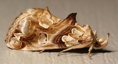 Plusiodonta compressipalpis by Mike Boone. Used under a CC BY-SA 2.5 license.