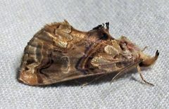 Plusiodonta compressipalpis 1 by Jacy Lucier. Used under a CC BY-SA 4.0 license.