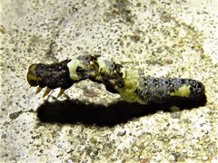 Plusiodonta compressipalpis 55150800 by Annika Lindqvist. Used under a CC BY 4.0 license.