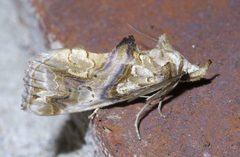 Plusiodonta compressipalpis P1370285a by 
xpda. Used under a CC BY-SA 4.0 license.