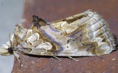 Plusiodonta compressipalpis P1370309a by 
xpda. Used under a CC BY-SA 4.0 license.