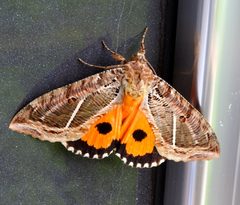 Eudocima apta by Francisco Farriols Sarabia. Used under a CC BY 4.0 license.