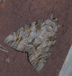 Catocala agrippina P1500435a by 
xpda. Used under a CC BY-SA 4.0 license.