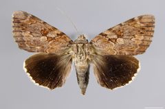 Catocala agrippina YPM ENT 561310 D by Baucom, K. M.. Used under a CC0 license.
