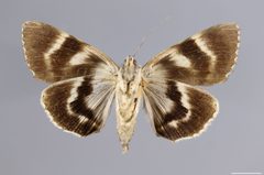 Catocala agrippina YPM ENT 561310 V by Baucom, K. M.. Used under a CC0 license.