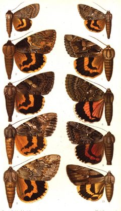 CATALOGUE-BM-PLATE CXCIV by Sir GEORGE F. HAMPSON, Bart.. Used under a Public domain license.