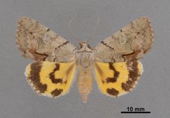 Catocala alabamae MEM368615 by Mississippi Entomological Museum. Used under a CC0 license.