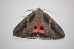 Catocala amatrix 24683365 by Quinten Wiegersma. Used under a CC BY 4.0 license.