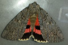 Catocala amatrix 30047680 by Even Dankowicz. Used under a CC BY 4.0 license.