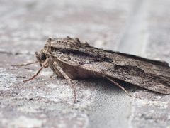 Catocala amatrix 94841829 by Courtney. Used under a CC BY 4.0 license.