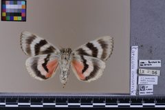 Catocala amatrix MGCL 1040142 V by Florida Museum of Natural History, McGuire Center. Used under a CC0 license.