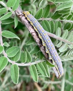 Catocala amestris 78481120 by Amy Chamberlin. Used under a CC BY 4.0 license.