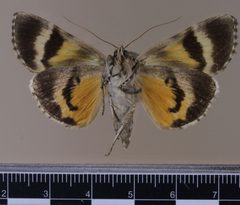 Catocala amestris MGCL 1040559 V by Florida Museum of Natural History, McGuire Center. Used under a CC0 license.