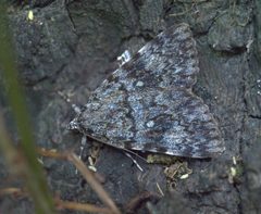 Catocala amica-lineella P1170494a by 
xpda. Used under a CC BY-SA 4.0 license.