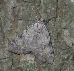 Catocala amica-lineella P1460822a by
xpda. Used under a CC BY-SA 4.0 license.