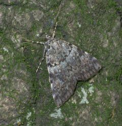 Catocala amica-lineella P1460854a by
xpda. Used under a CC BY-SA 4.0 license.