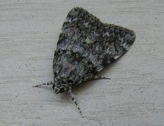 Catocala lineella.0700.7.6.06.w.wiki by Beatriz Moisset. Used under a CC BY-SA 3.0 license.