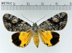 Catocala amica by Doctorkilmer. Used under a Public domain license.