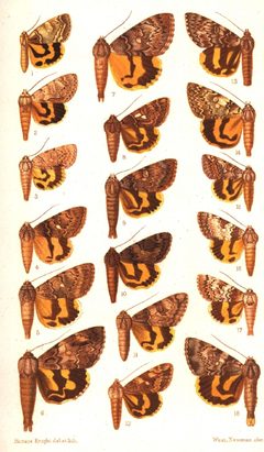 CATALOGUE-BM-PLATE CCI by Sir GEORGE F. HAMPSON, Bart.. Used under a Public domain license.