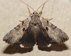 Catocala andromedae 4131743 by pbedell. Used under a CC BY-SA 4.0 license.