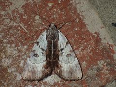 Catocala andromedae 4141470 by John P. Friel. Used under a CC BY 4.0 license.