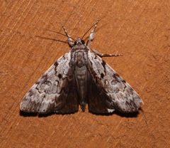 Catocala andromedae 45214679 by Laura Gaudette. Used under a CC BY 4.0 license.