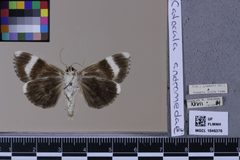 Catocala andromedae MGCL 1046376 V by Florida Museum of Natural History, McGuire Center. Used under a CC0 license.