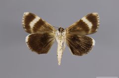 Catocala andromedae YPM ENT 782805 V by Ono, M. M.. Used under a CC0 license.