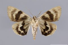 Catocala atocala YPM ENT 565950 V by Baucom, K. M.. Used under a CC0 license.