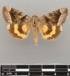 Catocala badia coelebs MPM ENT18743 D by MPM [Kathryn Sullivan]. Used under a CC0 license.