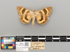 Catocala badia coelebs MPM ENT18743 V by MPM [Kathryn Sullivan]. Used under a CC0 license.