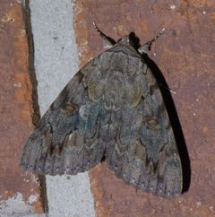 Catocala agrippina P1460651a by 
xpda. Used under a CC BY-SA 4.0 license.