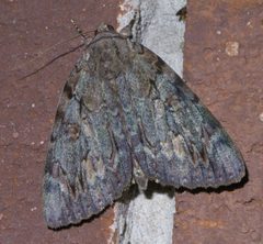 Catocala agrippina P1460959a by 
xpda. Used under a CC BY-SA 4.0 license.