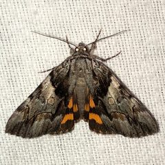 Catocala blandula 46341200 by Dan MacNeal. Used under a CC BY 4.0 license.