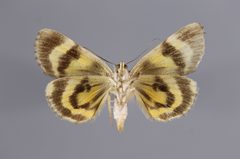 Catocala blandula YPM ENT 864040 V by Baucom, K. M.. Used under a CC0 license.