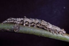 Catocala carissima caterpillar by Gerald J. Lenhard, Louiana State Univ, United States. Used under a CC BY 3.0 license.