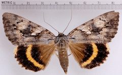 Catocala cerogama by Doctorkilmer. Used under a Public domain license.