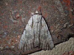 Catocala clintonii 18169033 by John P. Friel. Used under a CC BY 4.0 license.