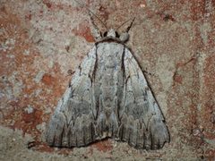 Catocala clintonii 18169082 by John P. Friel. Used under a CC BY 4.0 license.