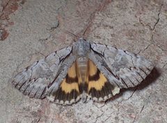 Catocala clintonii 3657654 by John P. Friel. Used under a CC BY 4.0 license.