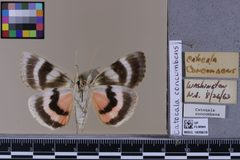 Catocala concumbens MGCL 1039670 V by Florida Museum of Natural History, McGuire Center. Used under a CC0 license.